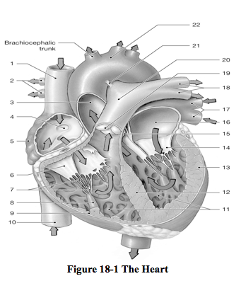 A&p Ch. 18 - Heart & Cardiovascular Function - Quiz